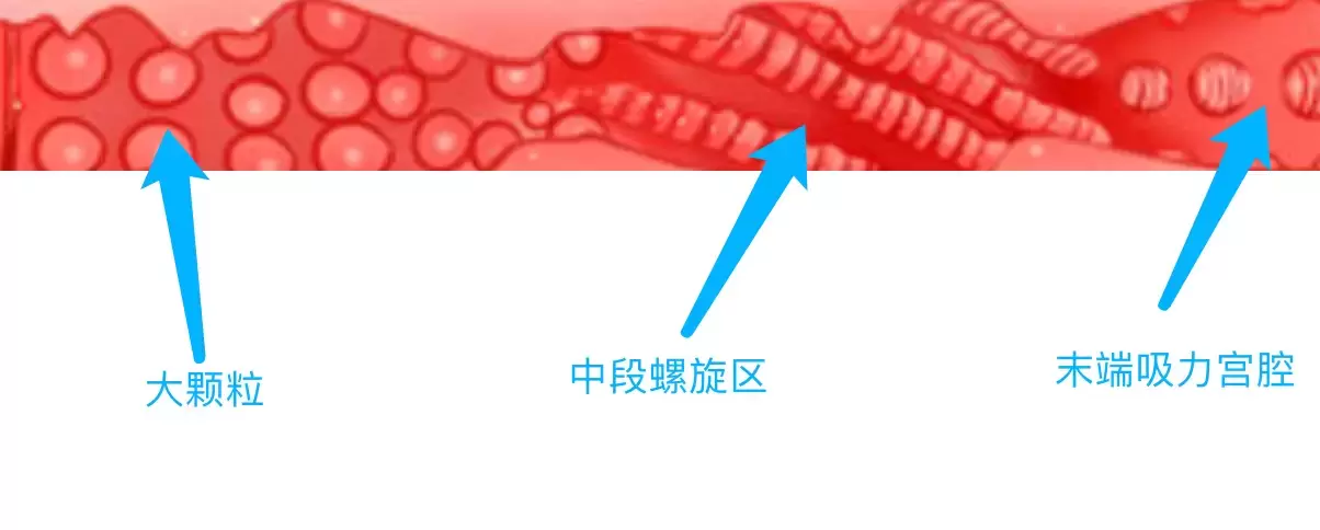 YUU热感奶瓶评测:我先干了这杯热热奶 YUU热感奶瓶评测:我先干了这杯热热奶
